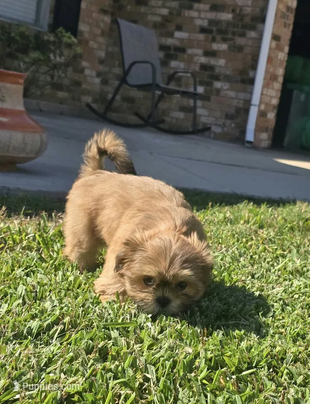Loki 💙 – Shih Tzu puppy for sale in Grand Prairie, TX