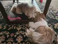 Thor 💙, a male Shih Tzu for sale in Grand Prairie, TX – 4 of 4