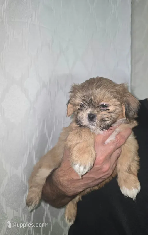 Loki 💙 – Shih Tzu puppy for sale in Grand Prairie, TX