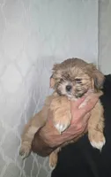 Loki 💙, a male Shih Tzu for sale in Grand Prairie, TX – 1 of 4