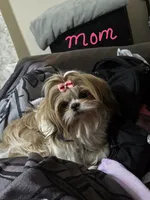 Thor 💙, a male Shih Tzu for sale in Grand Prairie, TX – 3 of 4