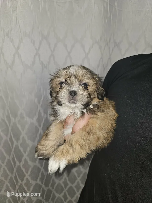 Thor 💙 – Shih Tzu puppy for sale in Grand Prairie, TX