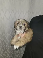 Thor 💙, a male Shih Tzu for sale in Grand Prairie, TX – 1 of 4