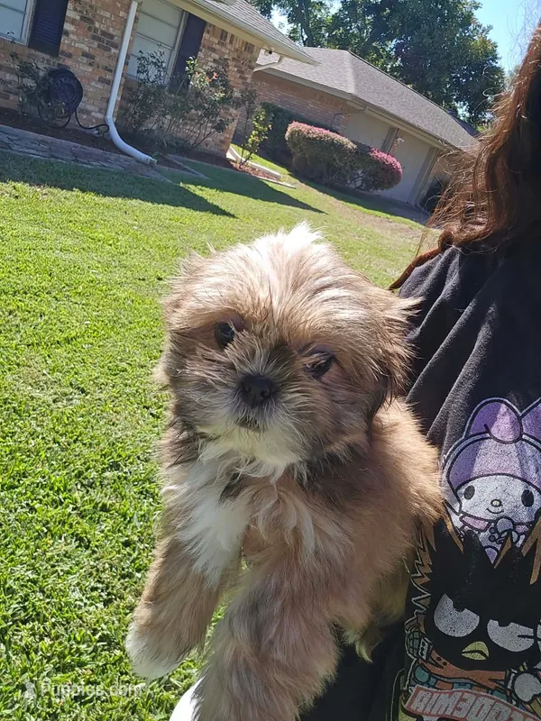 Thor 💙 – Shih Tzu puppy for sale in Grand Prairie, TX