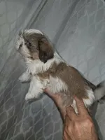 Chicken Little 💙, a male Shih Tzu for sale in Grand Prairie, TX – 3 of 5