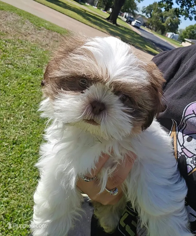 Chicken Little 💙 – Shih Tzu puppy for sale in Grand Prairie, TX