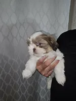 Chicken Little 💙, a male Shih Tzu for sale in Grand Prairie, TX – 1 of 5