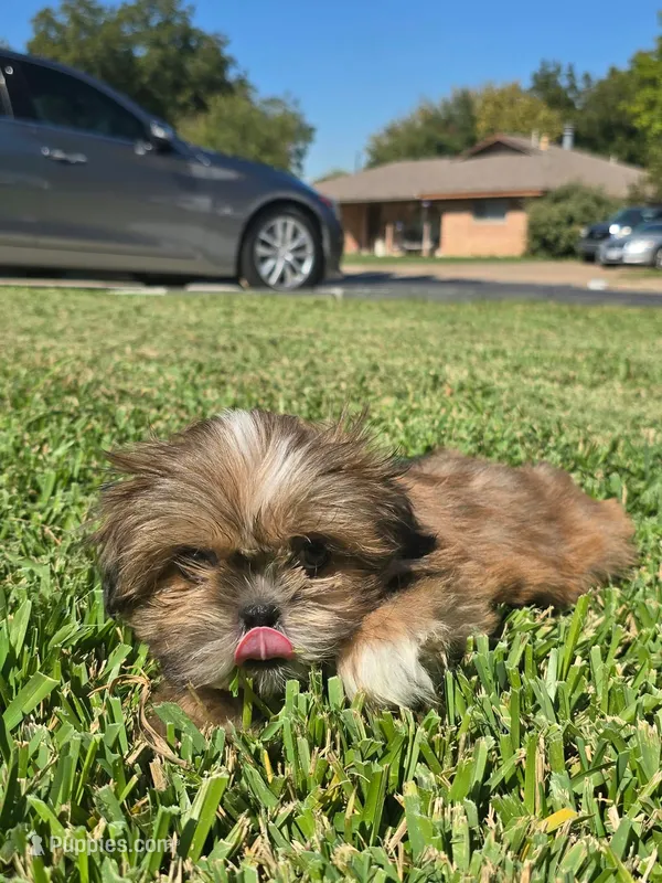 Thor 💙 – Shih Tzu puppy for sale in Grand Prairie, TX
