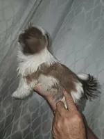 Chicken Little 💙, a male Shih Tzu for sale in Grand Prairie, TX – 2 of 5