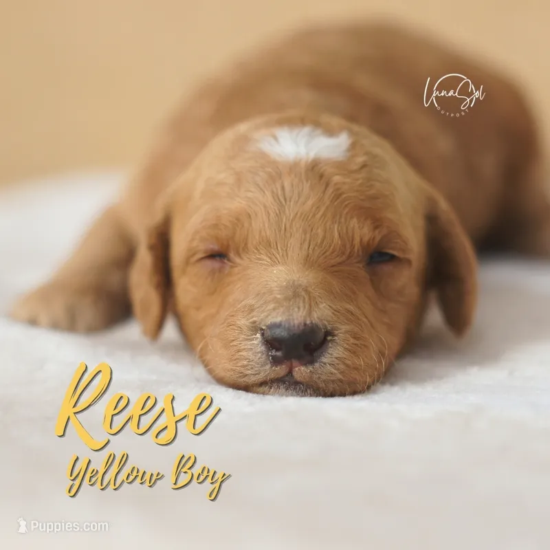 Reece – Miniature Goldendoodle puppy for sale in Ogden, UT