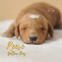 Reece, a male Miniature Goldendoodle for sale in Ogden, UT – 1 of 6