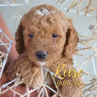 Reese, a male Miniature Goldendoodle for sale in Ogden, UT – 4 of 5