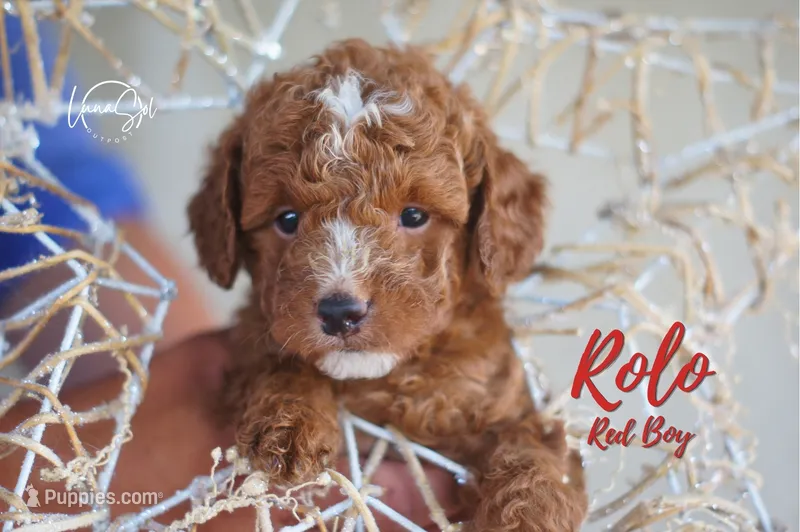 Rolo – Miniature Goldendoodle puppy for sale in Ogden, UT