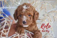 Rolo, a male Miniature Goldendoodle for sale in Ogden, UT – 1 of 4