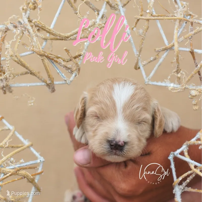 Lolli  – Miniature Goldendoodle puppy for sale in Ogden, UT