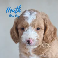 Heath , a male Miniature Goldendoodle for sale in Ogden, UT – 3 of 5