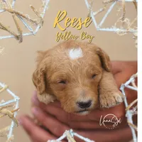 Reece, a male Miniature Goldendoodle for sale in Ogden, UT – 5 of 6