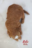 Rolo , a male Miniature Goldendoodle for sale in Ogden, UT – 5 of 6