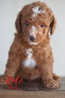 Rolo, a male Miniature Goldendoodle for sale in Ogden, UT – 2 of 4