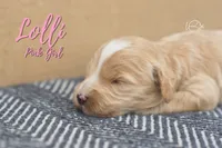 Jelly Bean, a female Miniature Goldendoodle for sale in Ogden, UT – 3 of 7