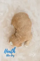 Heath , a male Miniature Goldendoodle for sale in Ogden, UT – 6 of 8