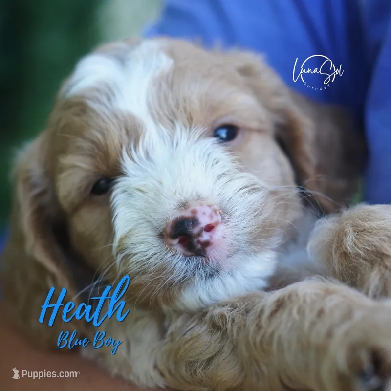 Heath  – Miniature Goldendoodle puppy for sale in Ogden, UT