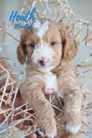 Heath , a male Miniature Goldendoodle for sale in Ogden, UT – 4 of 5