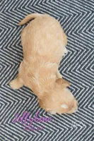 Jelly Bean, a female Miniature Goldendoodle for sale in Ogden, UT – 7 of 7