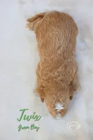 Twix , a male Miniature Goldendoodle for sale in Ogden, UT – 6 of 6
