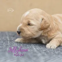Jelly Bean, a female Miniature Goldendoodle for sale in Ogden, UT – 2 of 7