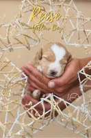 Heath , a male Miniature Goldendoodle for sale in Ogden, UT – 8 of 8