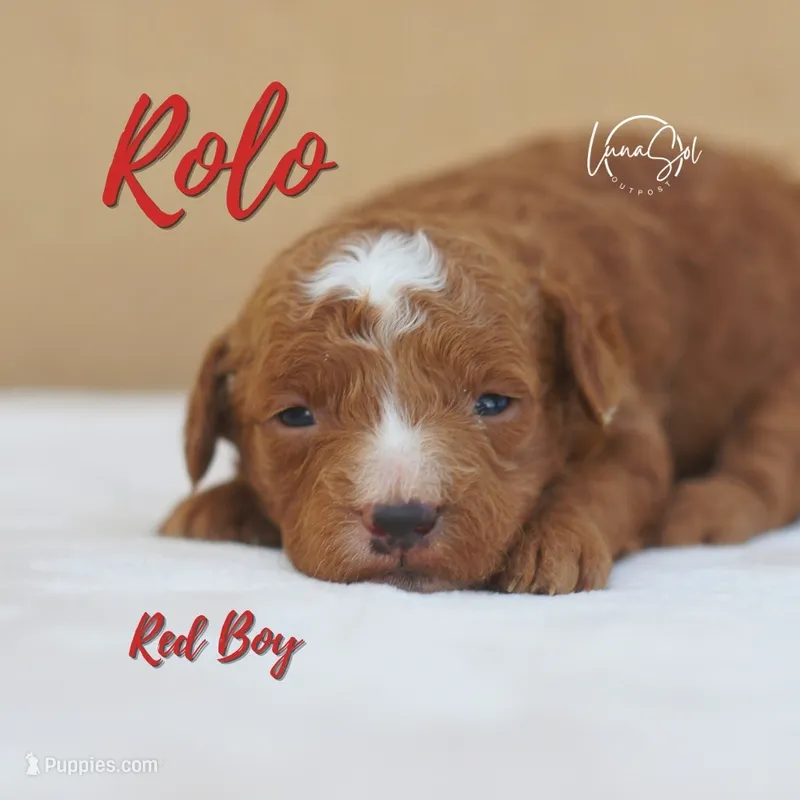 Rolo  – Miniature Goldendoodle puppy for sale in Ogden, UT