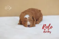 Rolo , a male Miniature Goldendoodle for sale in Ogden, UT – 4 of 6