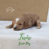 Twix , a male Miniature Goldendoodle for sale in Ogden, UT – 3 of 6