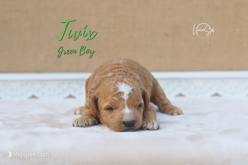 Twix  – Miniature Goldendoodle puppy for sale in Ogden, UT