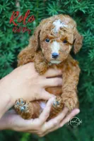Rolo, a male Miniature Goldendoodle for sale in Ogden, UT – 4 of 4