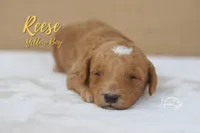 Reece, a male Miniature Goldendoodle for sale in Ogden, UT – 4 of 6