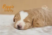 Reggie , a male Miniature Goldendoodle for sale in Ogden, UT – 3 of 5