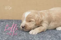 Lolli , a female Miniature Goldendoodle for sale in Ogden, UT – 6 of 7