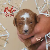 Rolo , a male Miniature Goldendoodle for sale in Ogden, UT – 2 of 6