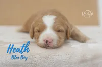Heath , a male Miniature Goldendoodle for sale in Ogden, UT – 2 of 8