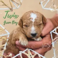 Twix , a male Miniature Goldendoodle for sale in Ogden, UT – 5 of 6