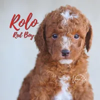 Rolo, a male Miniature Goldendoodle for sale in Ogden, UT – 3 of 4