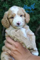 Heath , a male Miniature Goldendoodle for sale in Ogden, UT – 5 of 5