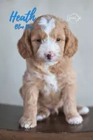 Heath , a male Miniature Goldendoodle for sale in Ogden, UT – 2 of 5