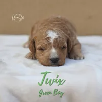 Twix , a male Miniature Goldendoodle for sale in Ogden, UT – 2 of 6