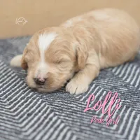 Lolli , a female Miniature Goldendoodle for sale in Ogden, UT – 3 of 7