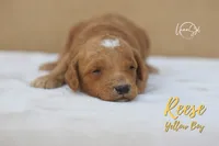 Reece, a male Miniature Goldendoodle for sale in Ogden, UT – 3 of 6