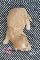 Lolli , a female Miniature Goldendoodle for sale in Ogden, UT – 7 of 7