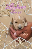 Jelly Bean, a female Miniature Goldendoodle for sale in Ogden, UT – 6 of 7